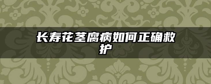 长寿花茎腐病如何正确救护