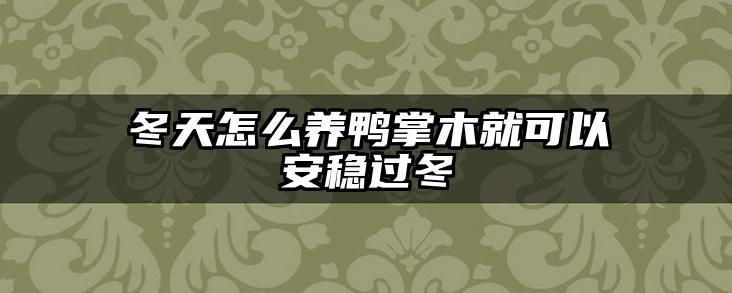 冬天怎么养鸭掌木就可以安稳过冬