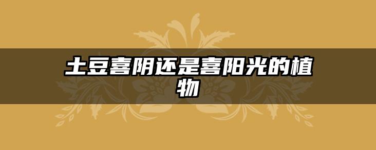 土豆喜阴还是喜阳光的植物