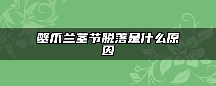 蟹爪兰茎节脱落是什么原因