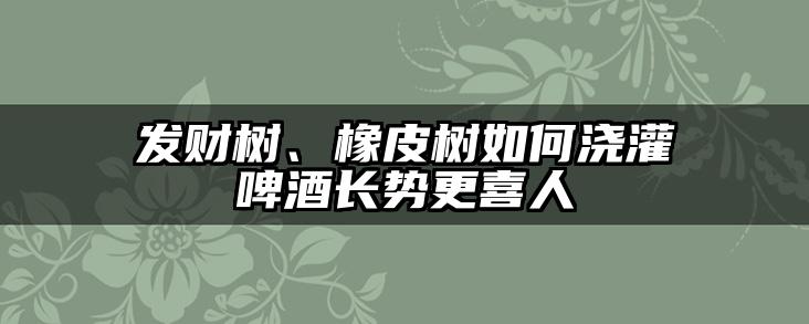 发财树、橡皮树如何浇灌啤酒长势更喜人