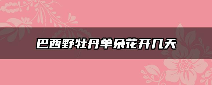 巴西野牡丹单朵花开几天