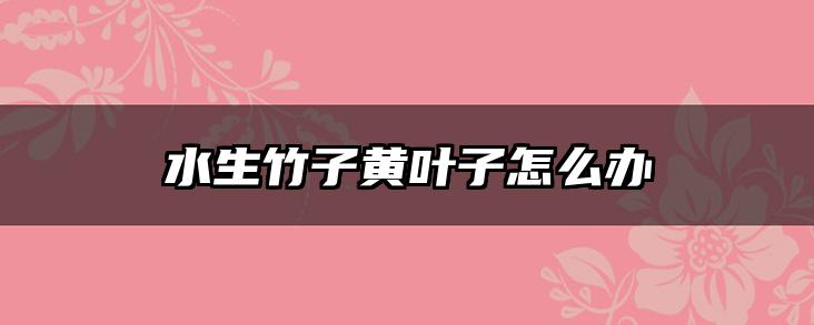 水生竹子黄叶子怎么办