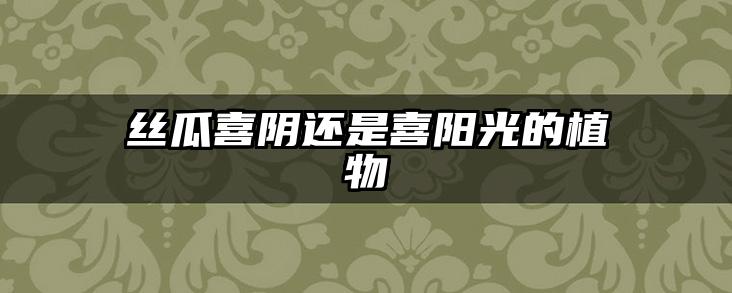 丝瓜喜阴还是喜阳光的植物