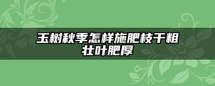 玉树秋季怎样施肥枝干粗壮叶肥厚