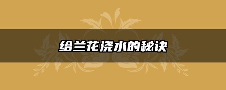 给兰花浇水的秘诀