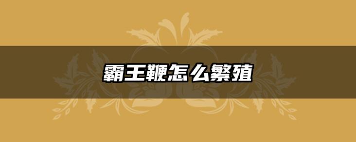 霸王鞭怎么繁殖