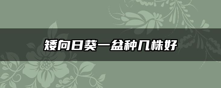 矮向日葵一盆种几株好