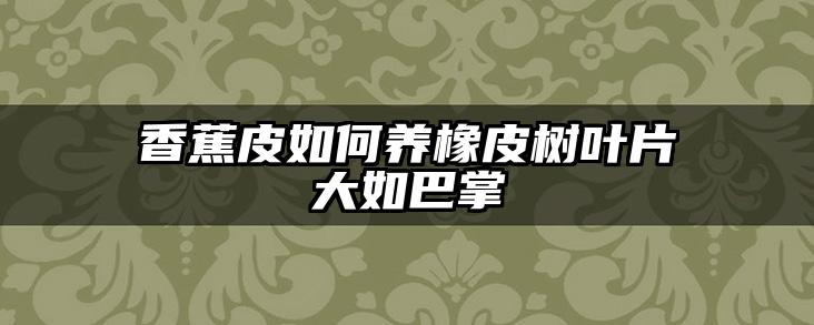 香蕉皮如何养橡皮树叶片大如巴掌