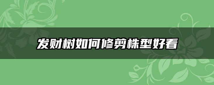 发财树如何修剪株型好看