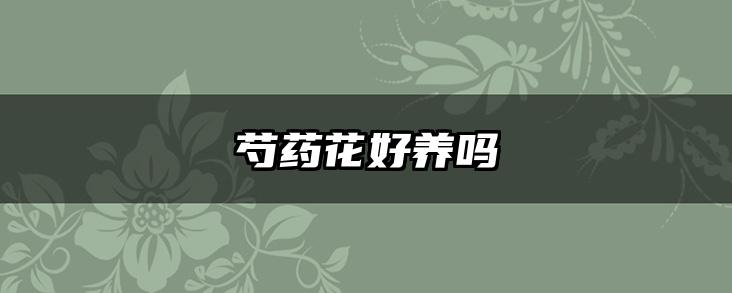 芍药花好养吗