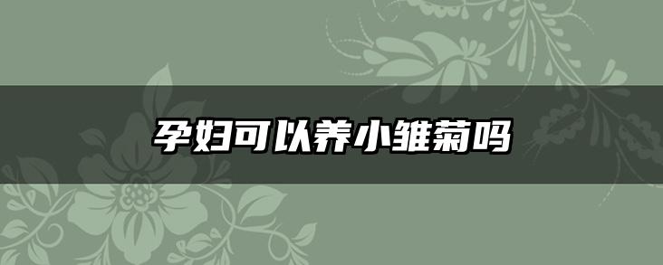孕妇可以养小雏菊吗