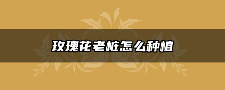 玫瑰花老桩怎么种植