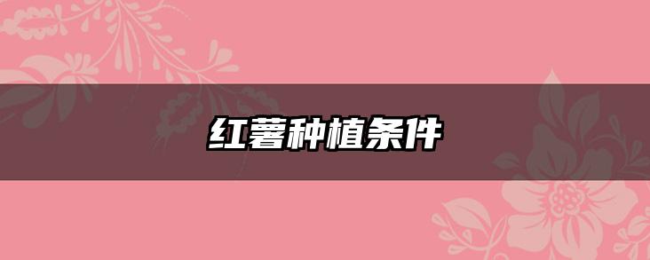 红薯种植条件