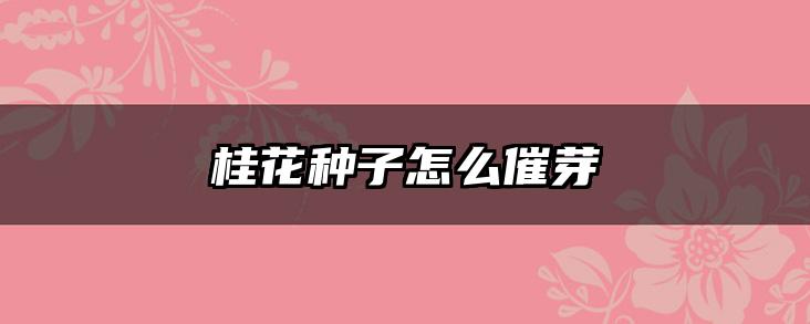 桂花种子怎么催芽