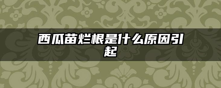 西瓜苗烂根是什么原因引起