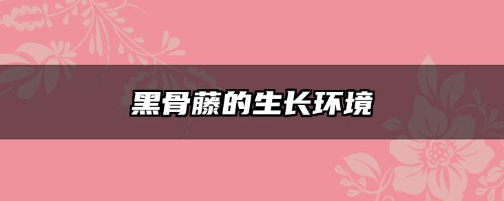 黑骨藤的生长环境
