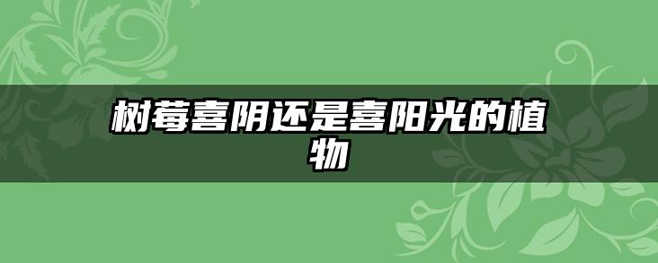 树莓喜阴还是喜阳光的植物