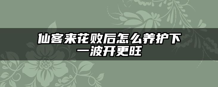 仙客来花败后怎么养护下一波开更旺