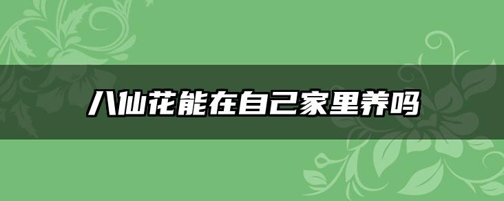 八仙花能在自己家里养吗