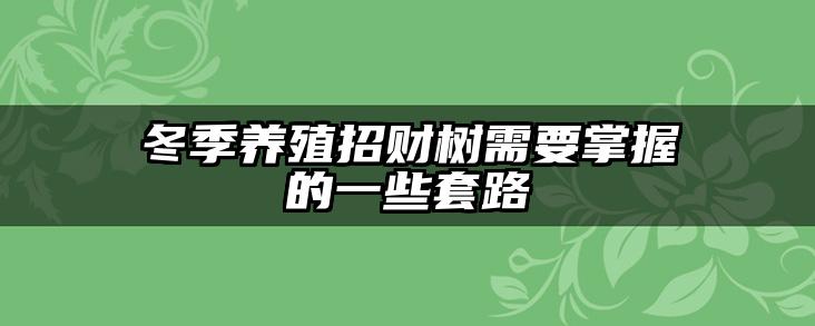 冬季养殖招财树需要掌握的一些套路