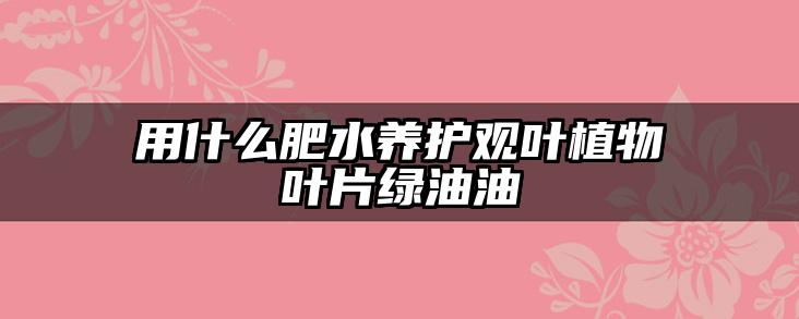 用什么肥水养护观叶植物叶片绿油油
