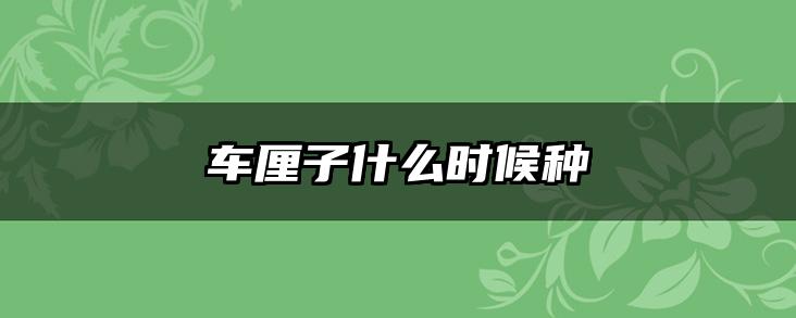 车厘子什么时候种