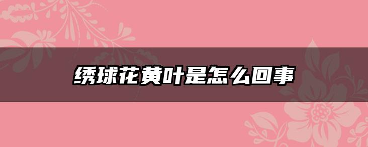绣球花黄叶是怎么回事