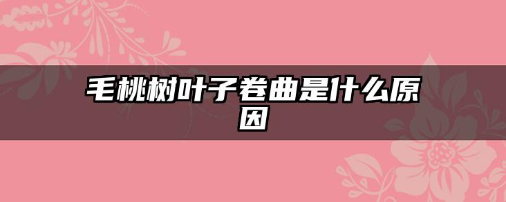 毛桃树叶子卷曲是什么原因