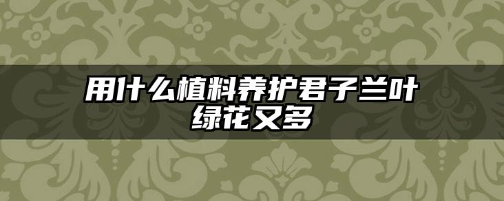 用什么植料养护君子兰叶绿花又多