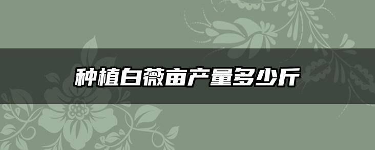 种植白薇亩产量多少斤