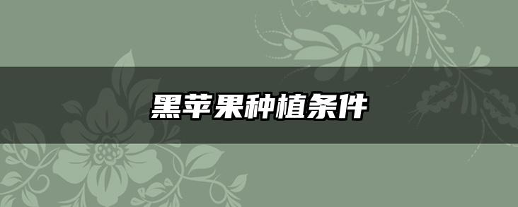 黑苹果种植条件