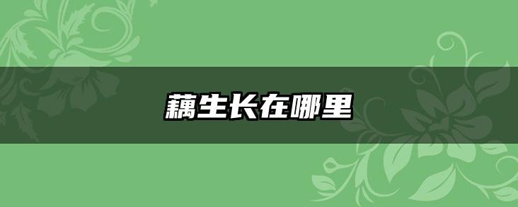 藕生长在哪里