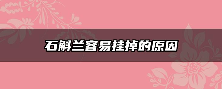 石斛兰容易挂掉的原因