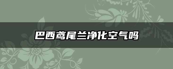 巴西鸢尾兰净化空气吗