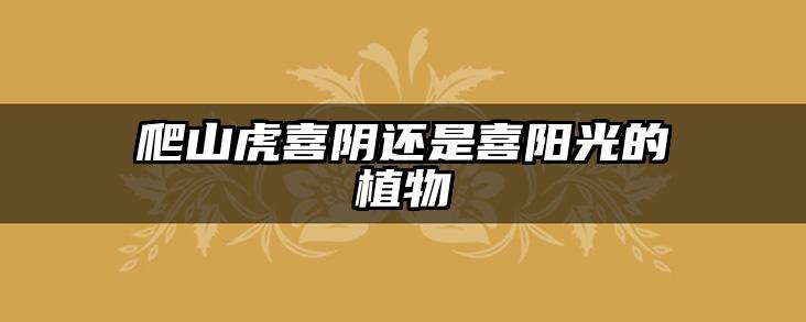爬山虎喜阴还是喜阳光的植物