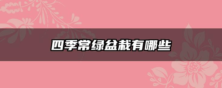 四季常绿盆栽有哪些
