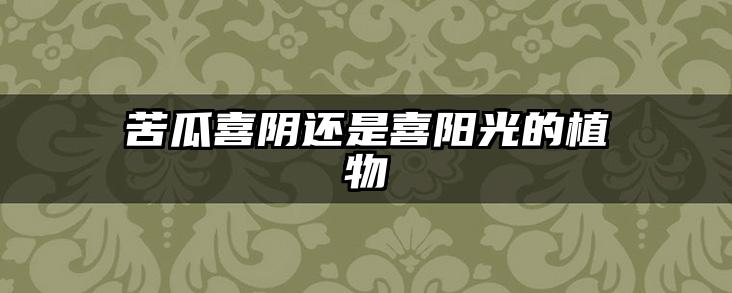 苦瓜喜阴还是喜阳光的植物