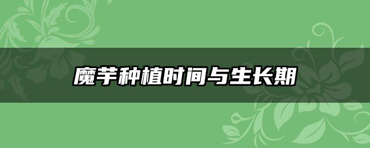 魔芋种植时间与生长期