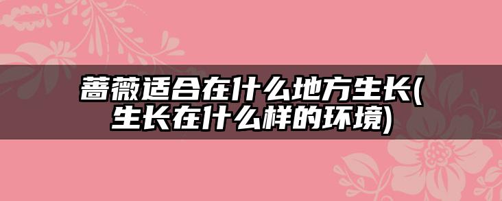 蔷薇适合在什么地方生长(生长在什么样的环境)