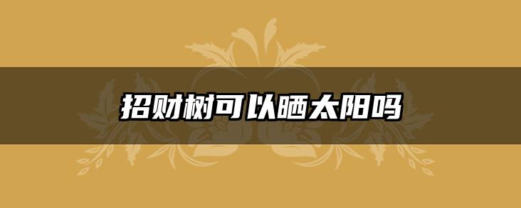 招财树可以晒太阳吗