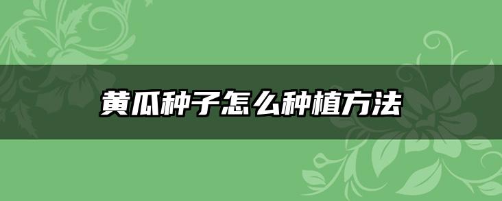 黄瓜种子怎么种植方法