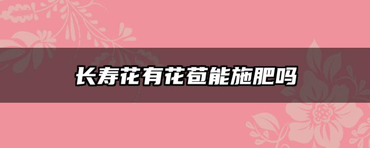 长寿花有花苞能施肥吗