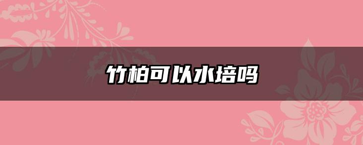 竹柏可以水培吗