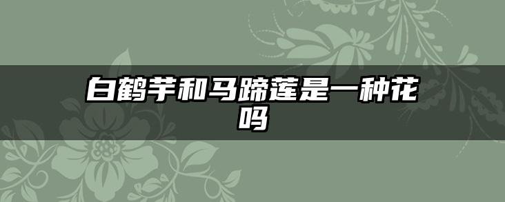 白鹤芋和马蹄莲是一种花吗