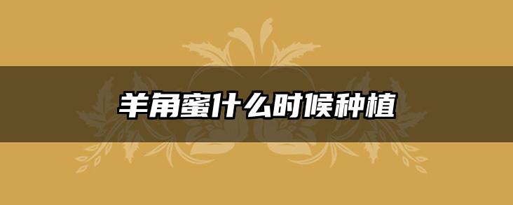 羊角蜜什么时候种植