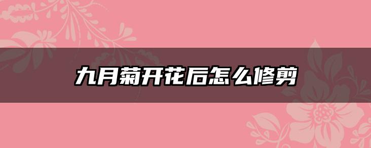 九月菊开花后怎么修剪