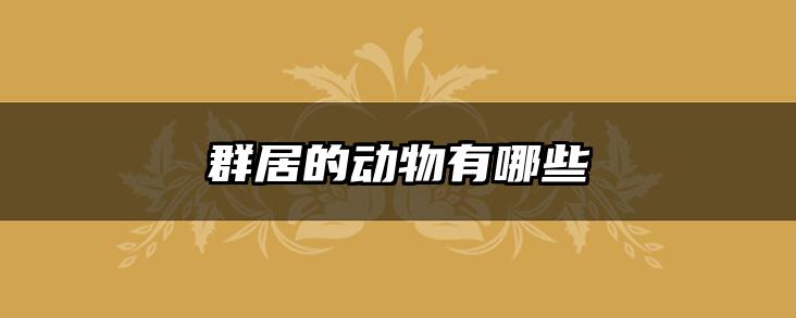 群居的动物有哪些