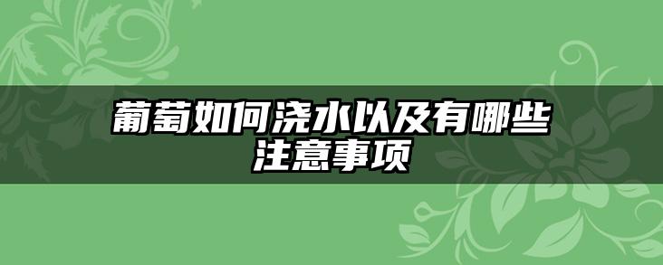 葡萄如何浇水以及有哪些注意事项