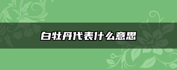 白牡丹代表什么意思